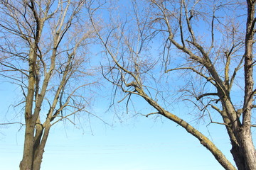 tree and blue sky