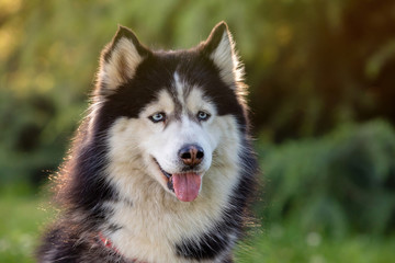 Obraz premium Siberian Husky on the grass i