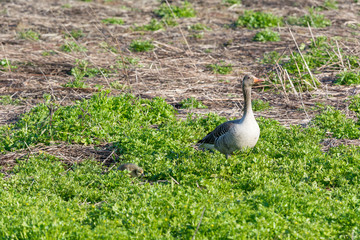 Graugans © Manfred Stöber