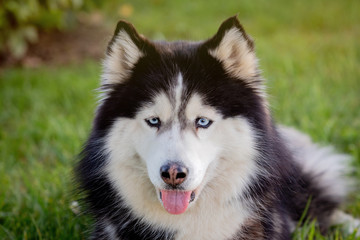 Siberian Husky on the grass i