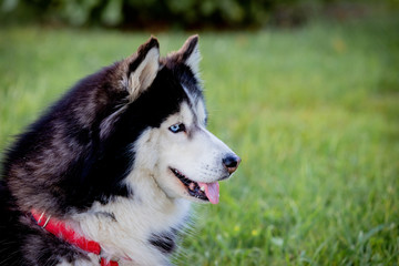 Siberian Husky on the grass i