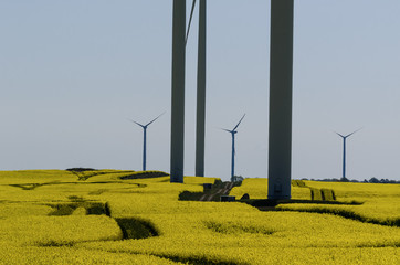 WIND FARM - Wind power plant on the blossoming fields of rape