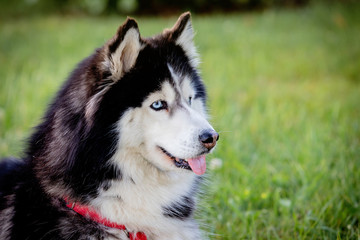 Siberian Husky on the grass i