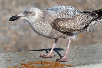 Gulls or seagulls are seabirds of the family Laridae in the suborder Lari. 