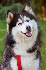 Obraz premium Siberian Husky on the grass i