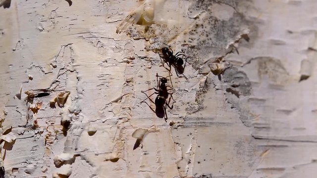 Black ants run on birch bark and drink juice, spring natural background