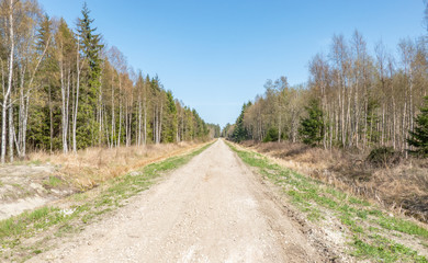 road in the forest