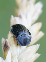Phosphuga atrata, European carrion beetle