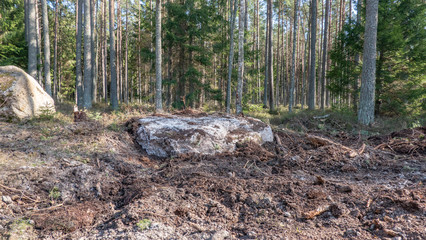 rock in the forest