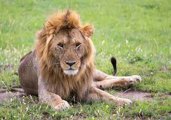 A big lion lies in the grass in the savanna of Kenya