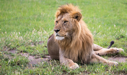 Fototapeta premium A big lion lies in the grass in the savanna of Kenya