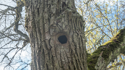 birdhouse on tree