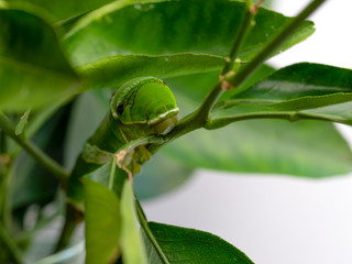 幼虫 アゲハチョウ 芋虫