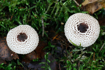Cat dapperling, Lepiota felina, wild mushroom from Finland