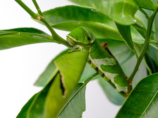 幼虫 アゲハチョウ 芋虫