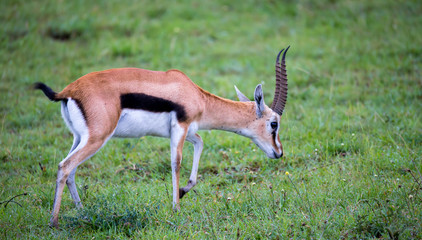 Thomson's Gazelle in the grass landscape of the savannah in Kenya