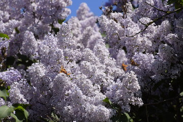 Butterfly Vanessa cardui on lilac flowers. Pollination blooming lilacs.