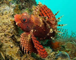 Dragon fish with blue background