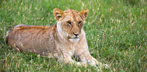 The portrait of a lioness, she lies in the grass in the savannah