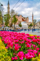 Hagia Sophia is seen behind tulips and fountain at Sultan ahmet Square in Istanbul, Turkey