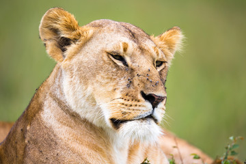 The portrait of a lioness, she lies in the grass in the savannah