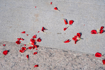 Petals of carnation flower are scattered on the ground.