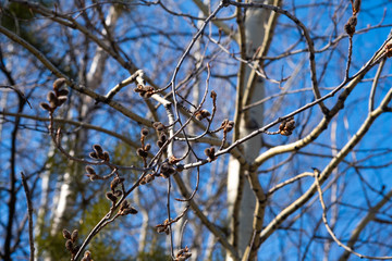 Young buds on the tree. blossoming in  of willow tree with young flower kidneys