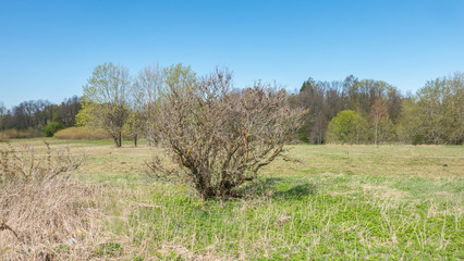 tree in a field