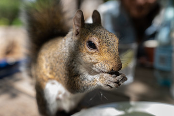 cute squirrel eating in de waal park cape town