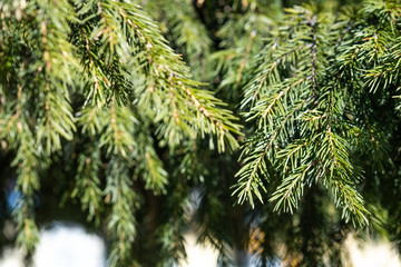 Spruce branches shot close up. Blurred background.