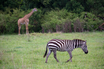 Obraz premium Zebras in the middle of the savannah of Kenya