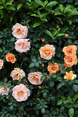 Obraz na płótnie Canvas オレンジ色のバラの花