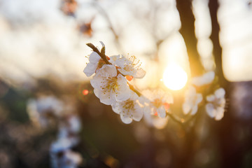 Beautiful spring white flowers on a tree