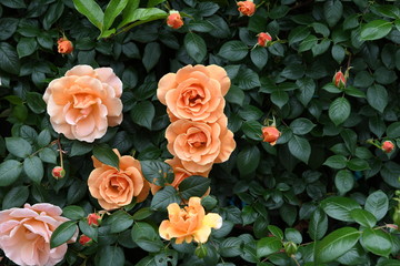 オレンジ色のバラの花