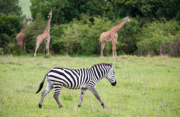 Obraz na płótnie Canvas Zebras in the middle of the savannah of Kenya