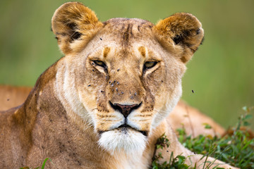 The portrait of a lioness, she lies in the grass in the savannah