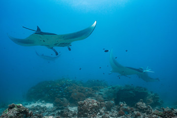 manta rays flying through the water of the maledives