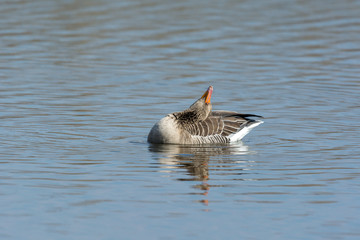 Graugans © Manfred Stöber