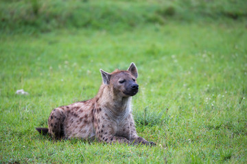 A hyena is lying in the grass in the savannah in Kenya