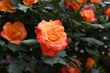 オレンジ色のバラの花