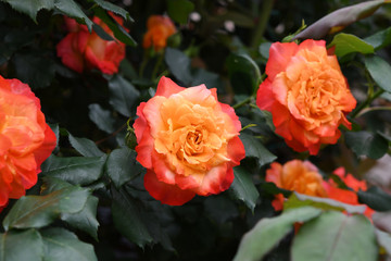 オレンジ色のバラの花