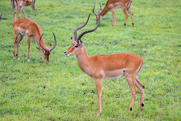 Impala family on a grass landscape in the Kenyan savannah