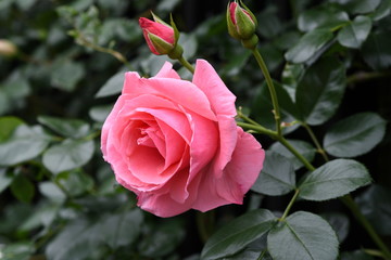 ピンク色のバラの花