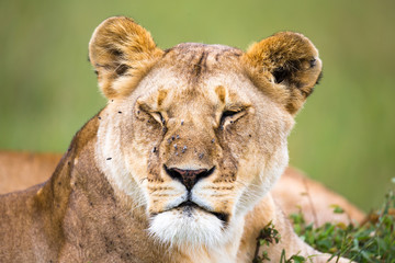 The portrait of a lioness, she lies in the grass in the savannah