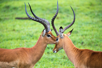 Impala family on a grass landscape in the Kenyan savannah