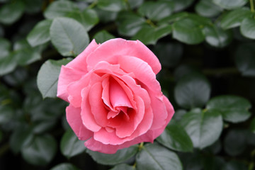 ピンク色のバラの花