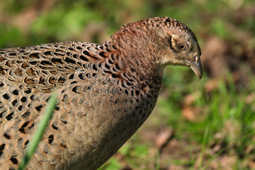 Pheasants are birds of several genera within the subfamily Phasianinae, of the family Phasianidae...