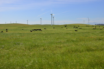 Fototapeta na wymiar Cows in a field with a wind farm in the background.
