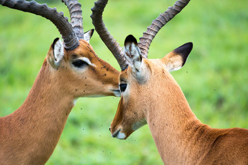 Impala family on a grass landscape in the Kenyan savannah