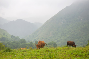 farm cows in asturias